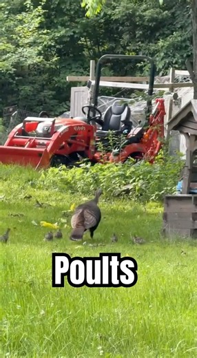 Mother Turkey with Poults