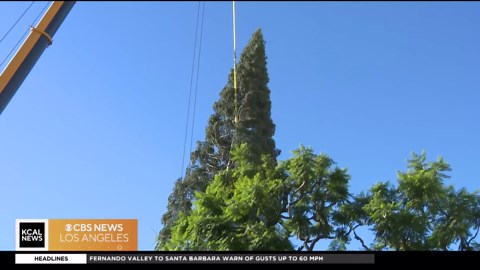 The 100-foot Christmas tree at The Grove goes up