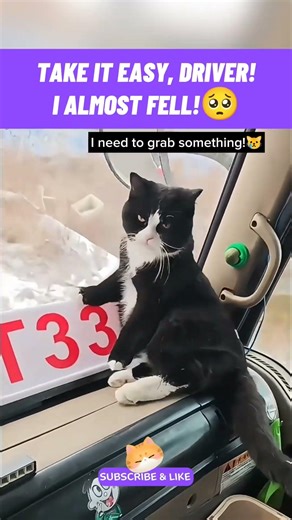 Take it easy, driver!🥺#viralshorts #funnycats #cutecat #catmemes #catlovers #catvideos #catshorts