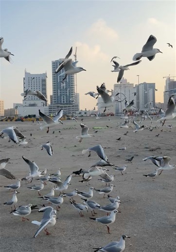 فيديوهات أنشأها Bahrain Homes (@luxury_homes_bahrain) باستخدام Love Is Beautifully Painful - Ghost Duet Version - Darkrose