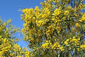 ACACIAS: DESCRIPCIÓN, DISTRIBUCIÓN, HÁBITAT Y MUCHO MÁS