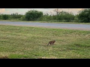 Rare Encounter: Ocelot Caught on Camera in South Texas!