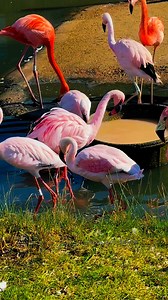 325 reactions · 27 shares | Beautiful pink and orange flamingo #reels #viral #video #Flamingo #love #nature #reelsvideoシ #viralreels #beautiful | Joyce Schofield | Facebook