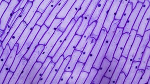 Clinical Nutrition for Disease Prevention - Online short course