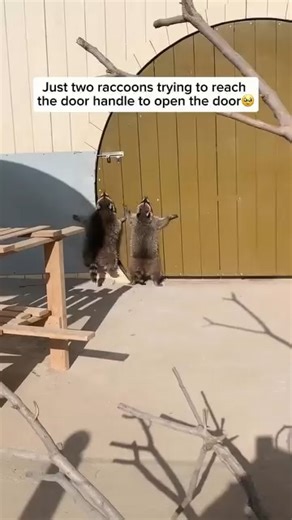 i love raccoon on Instagram: "Raccoons are impressively intelligent creatures, known for their sharp problem-solving skills and remarkable adaptability. They can remember solutions to complex puzzles for years and are clever enough to open doors, latches, and containers with their nimble, hand-like paws. Naturally curious, raccoons thrive in a wide range of environments—from deep forests to bustling cities—where they quickly learn to navigate the challenges of each setting. Their ability to reco