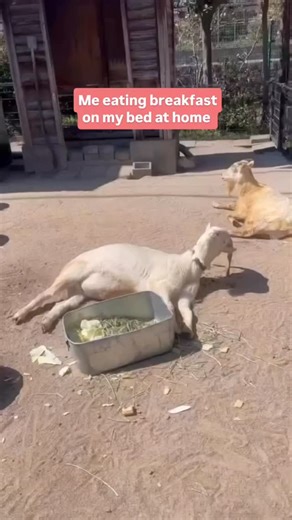Kitna sukoon hai 🥱 #FCReels [Song , home , animal] | FilterCopy