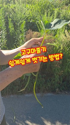 고구마줄기 쉽게쉽게 벗기는 방법? #shorts