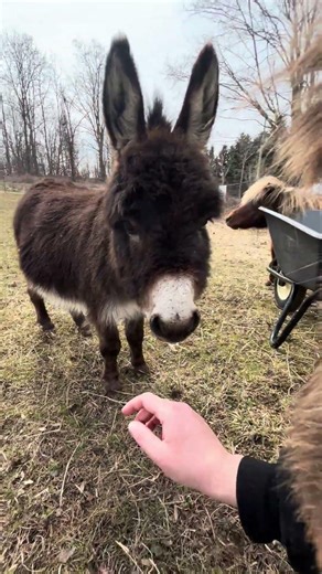 Mini donkeys so cute