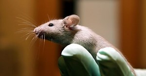 Of Mice and Men and Women: ENCODE Survey Sizes Up Genome Differences