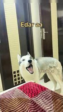 Siberian Husky Training: Easy Steps to Train Your Husky Puppy #doglover #siberianhuskey #huskylife