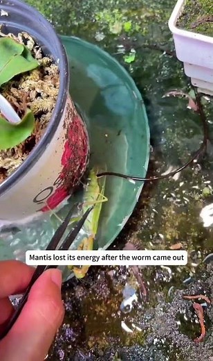 Praying mantis infected horsehair worms#mantis #insects #parasite