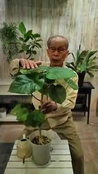#HowToGrowFicusUmbellata