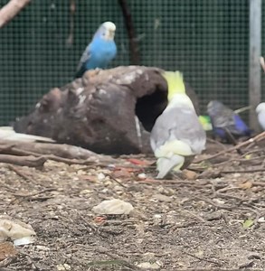 42K views · 3.6K reactions | One of the most common reasons small pet birds like budgies are rehomed is due to children (and adults) losing interest. These are apparently a 'boring' animal. Anyone who's loved and cared for a bird properly, would beg to differ. #accessibility video description: weiros, budgies, and quails waddling and interacting around a log on the ground. Part way through, a budgie emerges from the log. | Little Beaks | Facebook