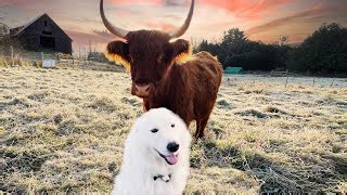 Will a Guard Dog Accept New Cattle on the Farm?