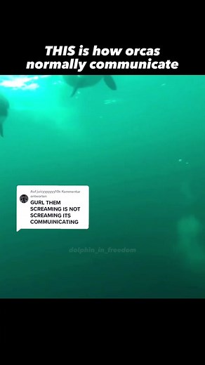 Antwort auf @juicyyyyyyy10 #orca #wildorca #communication #vs #captiveorca #vocals #vocalization #voiceofanimals #orcawhale #captivitykills #isolation #crying #screaming #calling #research #learnwithme #emptythetanks2023 #savethekillerwhales #stoporcashows #neinzudelfinshows #boycott #schwertwal #killerwal #viral #viralagain #iteachyou #fyp #tierschutz #closedolphinsaquarium #blackwhite #undertheocean #deepbluesea #freewilly #ripkiska #seaworldsucks #orcapod #language #dialects #シ