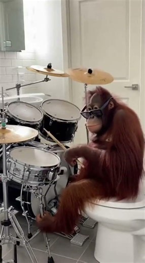 Caught this chimp beating off in the bathroom. #shortvideo #funny