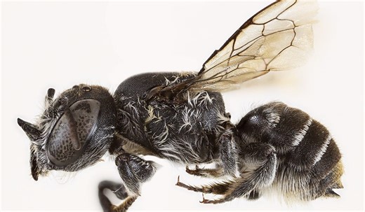 Scientists discover new horned bee named after Netflix show