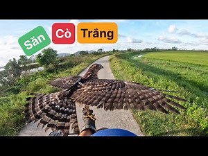 Mãn Nhãn Với Tốc Độ Goshawk – Săn Cò Trắng Ngoạn Mục!