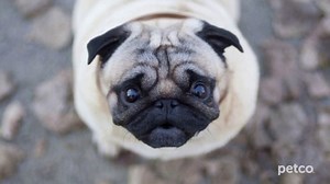 PETCO TV Spot, 'Affordable Pet Care'