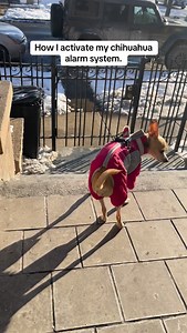 Chihuahuas used to bred for farms. They’re great hunters and even better alarm systems. 🌼 How do you activate your chihuahua? #TheDaisyJayShow #Daisydog #chihuahua #chicago #dogs | The Daisy Jay Show
