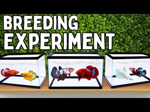 Betta Crossbreeding Results (4 Different Lines)