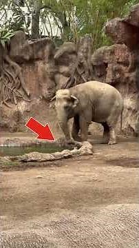 Heartwarming Moments: Animals Saving Each Other