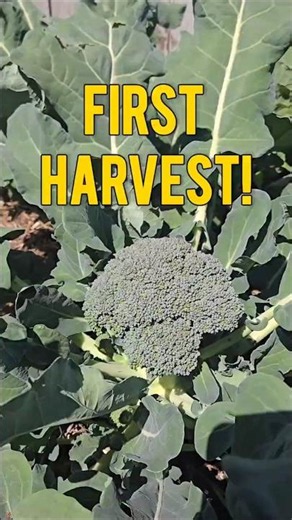 First Garden Harvest of 2026! 🥦 #gardening