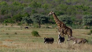 The story of the dung beetle | Wildlife Icons