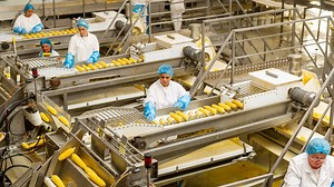 Európa legnagyobb gyorsfagyasztott csemegekukorica feldolgozó vállalata jön létre Karcagon – és termelőket keres!