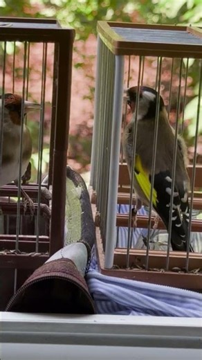 Are Both of These Goldfinches Males, or is One a Female? #goldfinch #birds