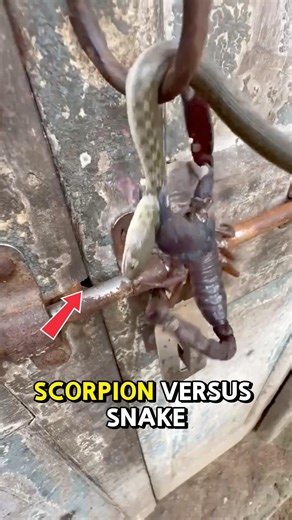 Snake VS Scorpion😳 Who Will Win⁉️
