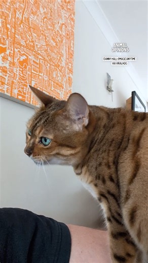 56K views · 1.1K reactions | I think he is trying to say something 藍藍 | Dad Jokes | Facebook