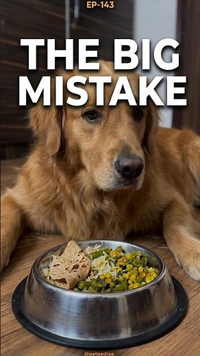 Is Homemade Food Actually Healthy for Dogs? 🐶🥣 #petpediaa