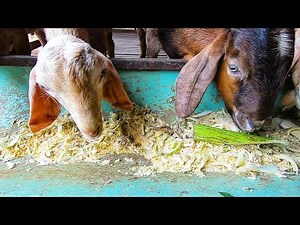 How to Feed Goats Banana Stems Effectively