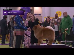 Chow Chows | Breed Judging 2026