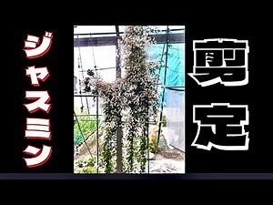 【ジャスミン剪定】花後に剪定すると来年もきれいな花と香りを届けてくれます。