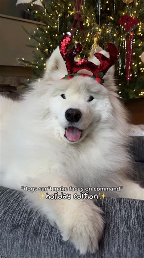 Charishma + Boomer | Explore with your dog on Instagram: "Do you like his serious or smiley holiday face more? 🥹🎄✨ #smilingdog #dog #samoyed"