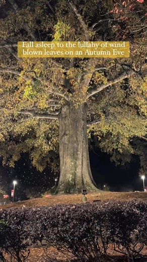 5.8K views · 90 reactions | Autumn ASMR:  I cozy up to Autumn’s trees and fall asleep to the lullaby of wind blown leaves. #asmrsounds #carync #asmrcommunity #autumn #autumnvibes #autumnleaves #nature | Heather Leah | Facebook