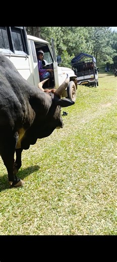 4.6K views · 15 reactions | New version install #share #hilightseveryonefollowers2025 #instadaily #memes #mma #usa | Meghalaya Unique | Facebook