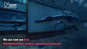 80K views · 2.7K reactions | A long-dead sea dragon, Rhomaleosaurus...