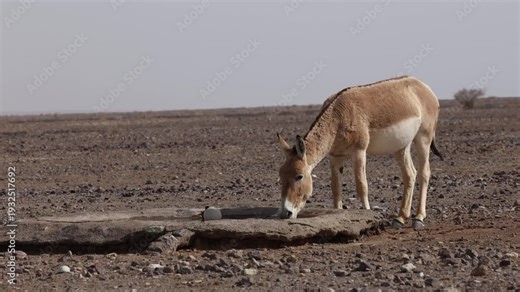 Iranian onager (Asiatic wild ass) walking and grazing in arid desert landscape, wildlife in Iran, natural habitat, close up and wide shots