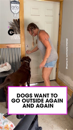 318K views · 3.2K reactions | Dogs are such loveable idiots 藍 | Common Entertainment | Facebook