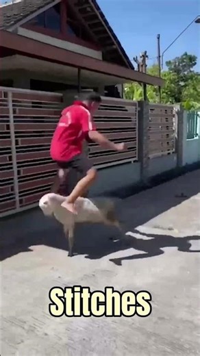 **"Man Jumps Over Charging Goat Again and Again! 😂🔥🐐"**