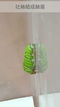 無尾鳳蝶幼蟲前蛹期 #butterfly #無尾鳳蝶 #insects #蝴蝶