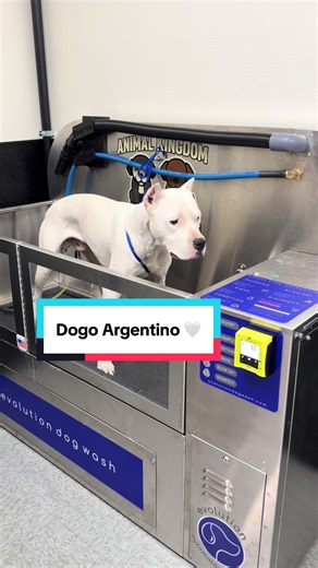 Dogo Argentino🤍, can you guess his brothers breed in this video? #dogoargentino #dogoargentinopower #doggrooming #dogbath #whitedog