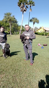 How to Introduce a Puppy to a Full Grown Dog #puppy #puppies #dogtrainer #dogtraining #dogtraining101 #fyp | American Standard Dog Training