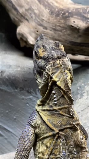 An unforgettable behind-the-scenes experience at @reptiliazoo! 🦎🐊🐍🐢🐸 From feeding American alligators and an Asian water monitor to standing on a Nile crocodile bridge as the largest ones in the country lunged beneath us… this was next-level tour, I'll never forget! Huge thank you to the incredible keepers at Reptilia’s London, Ontario location for welcoming me behind the scenes, sharing their knowledge, and trusting me with such, up-close animal interactions. These moments are exactly why