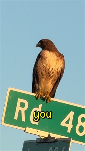 Red-tailed Hawks: The Voice of Hollywood