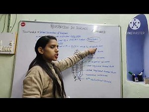 Respiration in Trachea || Cockroach