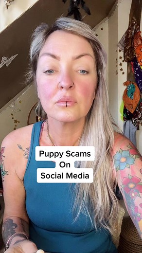 Identifying Responsible Irish Wolfhound Puppy Breeders